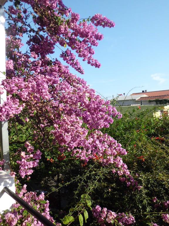 מאקרסקה Apartments Viskovic מראה חיצוני תמונה
